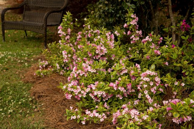 Weigela blooming Nana Variegata (Variegatnaya, Nana Variegata): photo, description, reviews, winter hardiness