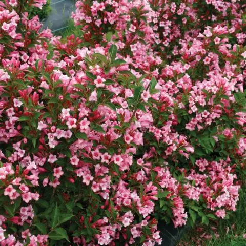 Weigela blooming Nana Variegata (Variegatnaya, Nana Variegata): photo, description, reviews, winter hardiness