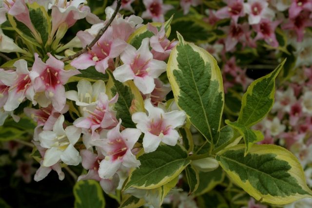 Weigela blooming Sunny Princess (Sunny Princess): planting and care