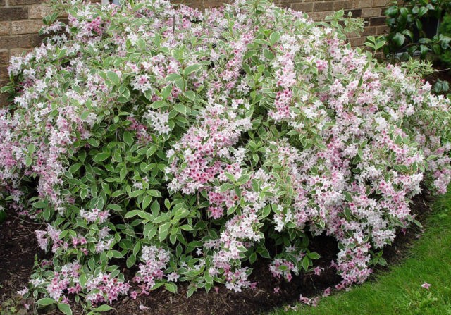 Weigela blooming Sunny Princess (Sunny Princess): planting and care