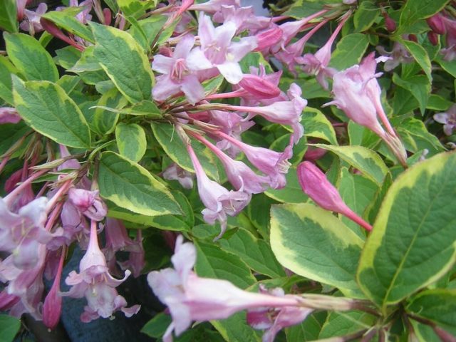 Weigela blooming Sunny Princess (Sunny Princess): planting and care