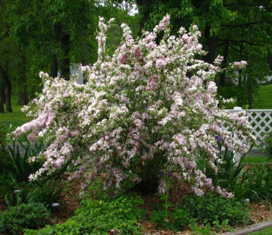 Weigela blooming Sunny Princess (Sunny Princess): planting and care