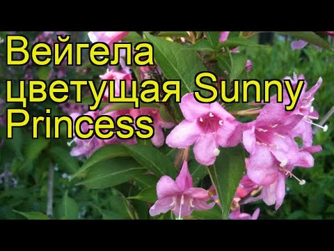 Weigela blooming Sunny Princess (Sunny Princess): planting and care