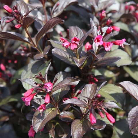 Weigela blooming Victoria (Victoria): photo, description, reviews, frost resistance