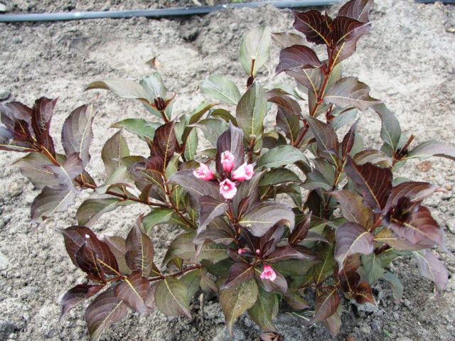 Weigela blooming Victoria (Victoria): photo, description, reviews, frost resistance