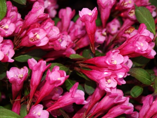 Weigela blooming Victoria (Victoria): photo, description, reviews, frost resistance