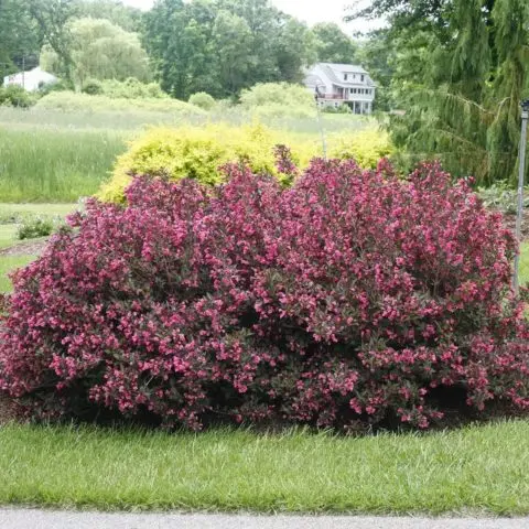 Weigela blooming Victoria (Victoria): photo, description, reviews, frost resistance