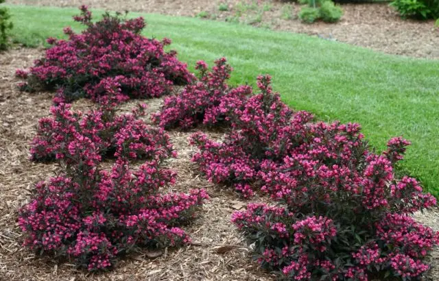 Weigela blooming Victoria (Victoria): photo, description, reviews, frost resistance