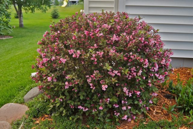 Weigela blooming Victoria (Victoria): photo, description, reviews, frost resistance