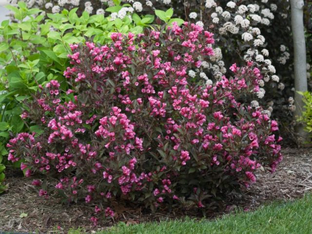 Weigela blooming Victoria (Victoria): photo, description, reviews, frost resistance