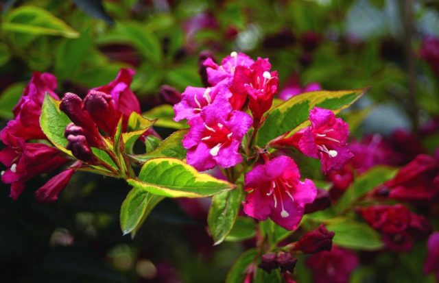 Weigela Bristol Ruby (Bristol Ruby, Bristol Ruby): photo and description of the shrub, cultivation and care