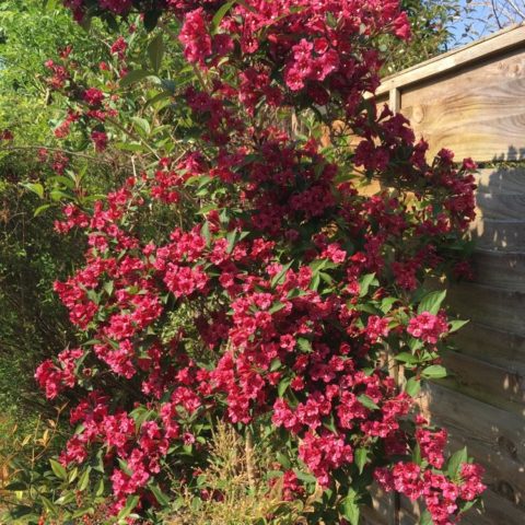 Weigela Bristol Ruby (Bristol Ruby, Bristol Ruby): photo and description of the shrub, cultivation and care