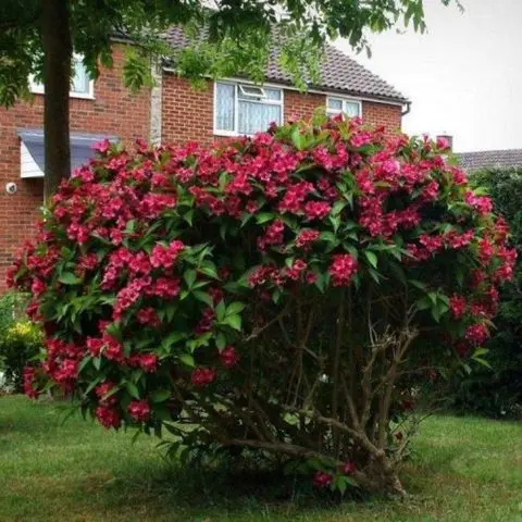 Weigela Bristol Ruby (Bristol Ruby, Bristol Ruby): photo and description of the shrub, cultivation and care