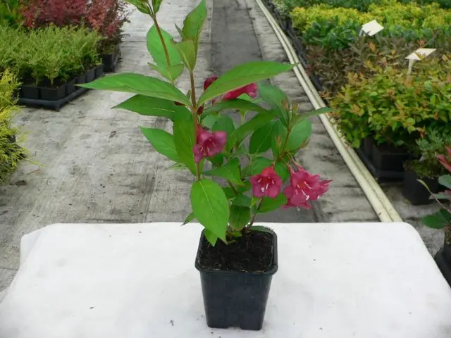 Weigela Bristol Ruby (Bristol Ruby, Bristol Ruby): photo and description of the shrub, cultivation and care