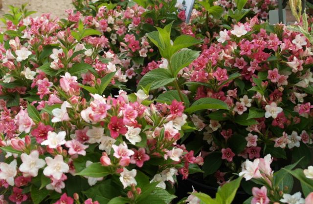 Weigela Carnival (Carnaval): planting and care