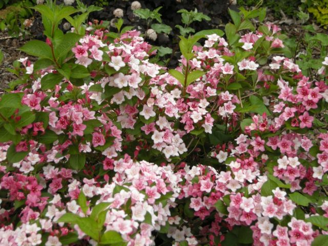 Weigela Carnival (Carnaval): planting and care