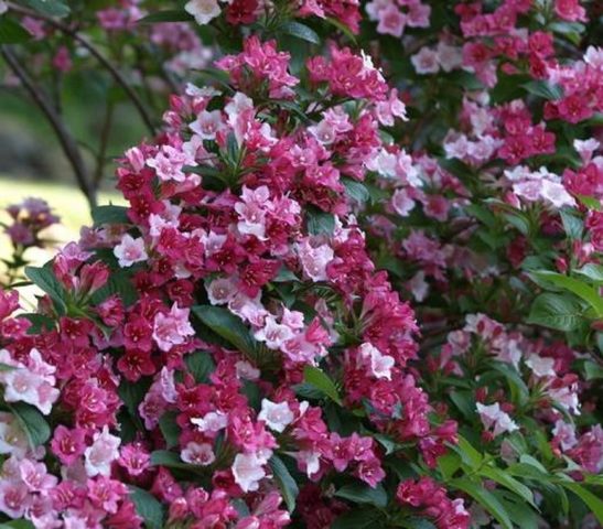 Weigela Carnival (Carnaval): planting and care