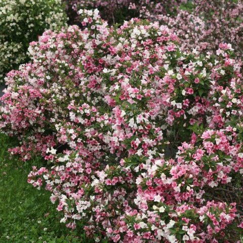 Weigela Carnival (Carnaval): planting and care