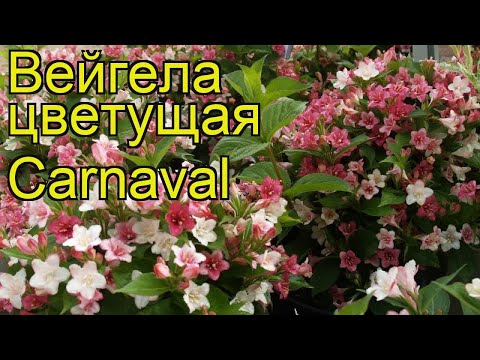 Weigela Carnival (Carnaval): planting and care