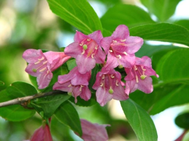 Weigela in Siberia and the Urals: planting and care, varieties, growing features