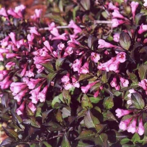 Weigela in Siberia and the Urals: planting and care, varieties, growing features