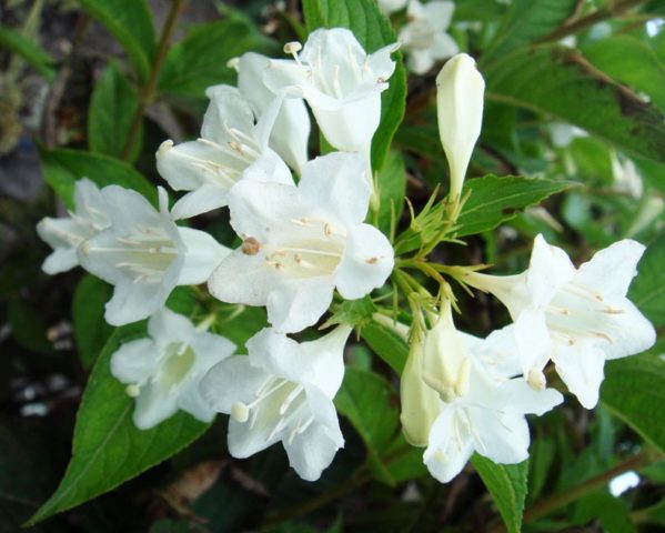 Weigela in Siberia and the Urals: planting and care, varieties, growing features