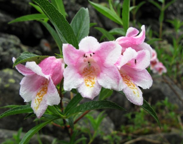 Weigela in Siberia and the Urals: planting and care, varieties, growing features