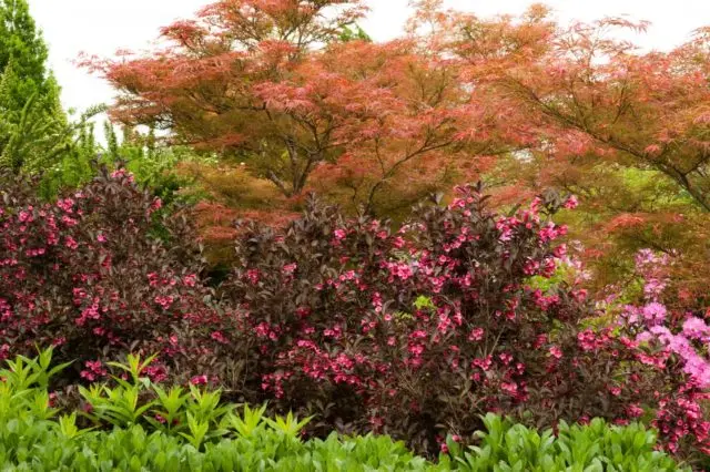 Weigela Middendorf (Middendorffiana): ornamental trees and shrubs, planting and care