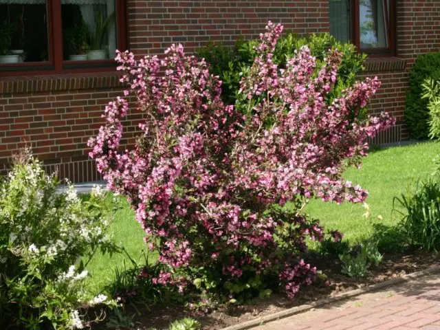 Weigela Middendorf (Middendorffiana): ornamental trees and shrubs, planting and care