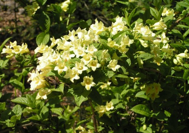 Weigela Middendorf (Middendorffiana): ornamental trees and shrubs, planting and care