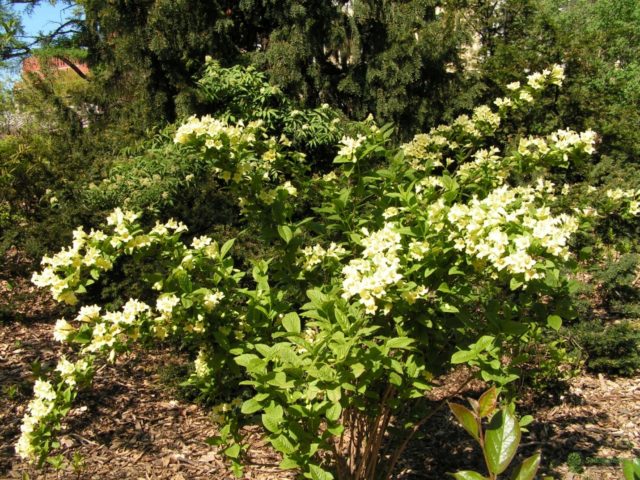 Weigela Middendorf (Middendorffiana): ornamental trees and shrubs, planting and care