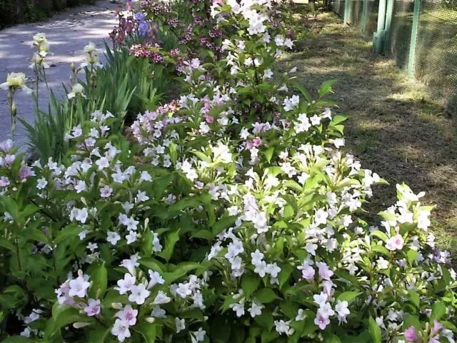 Weigela Middendorf (Middendorffiana): ornamental trees and shrubs, planting and care