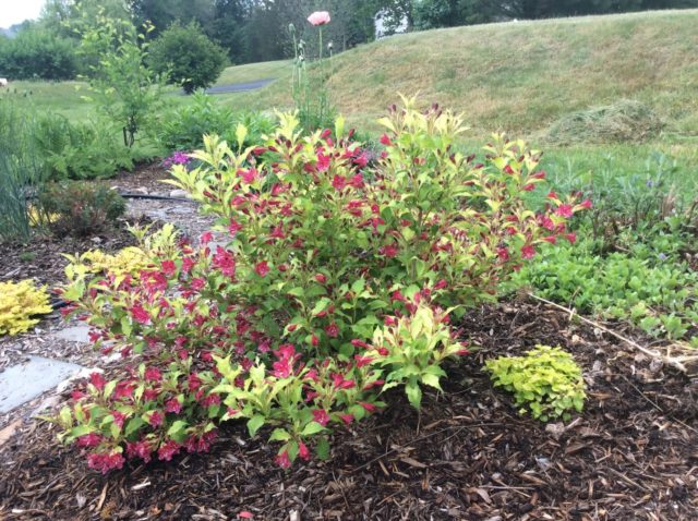 Weigela Middendorf (Middendorffiana): ornamental trees and shrubs, planting and care