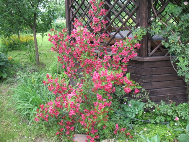 Weigela Middendorf (Middendorffiana): ornamental trees and shrubs, planting and care