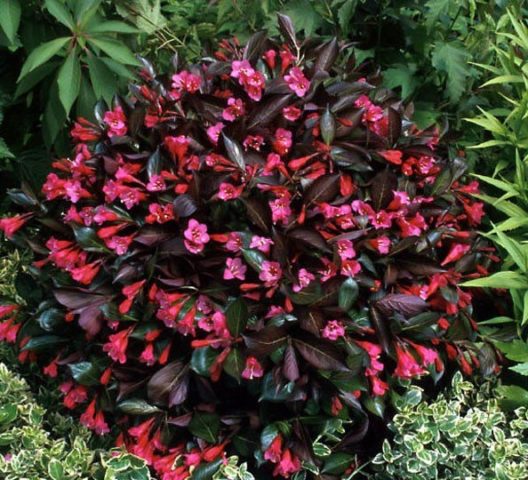 Weigela: photo in the landscape of the garden