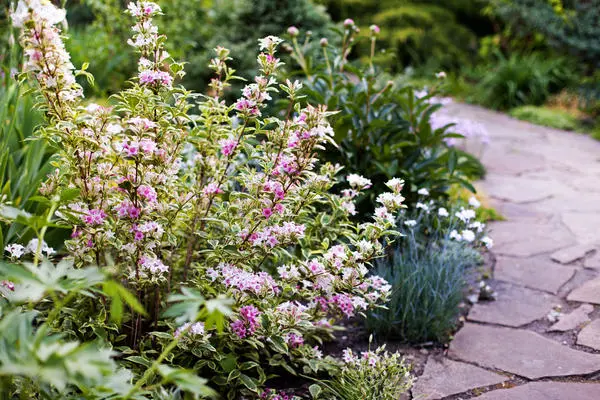 Weigela: photo in the landscape of the garden