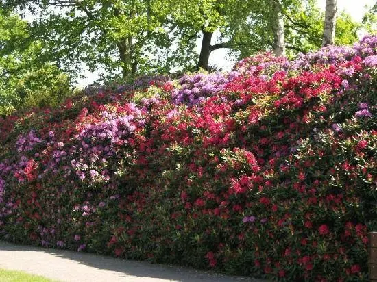 Weigela: photo in the landscape of the garden