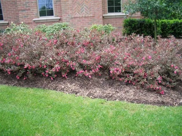 Weigela: photo in the landscape of the garden