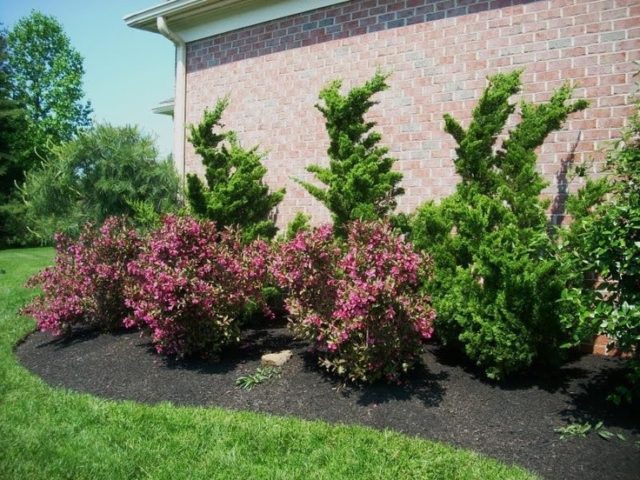 Weigela: photo in the landscape of the garden