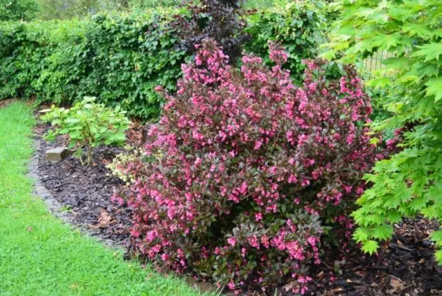 Weigela: photo in the landscape of the garden