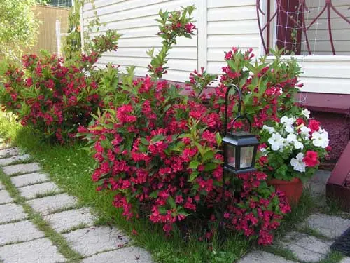 Weigela: photo in the landscape of the garden