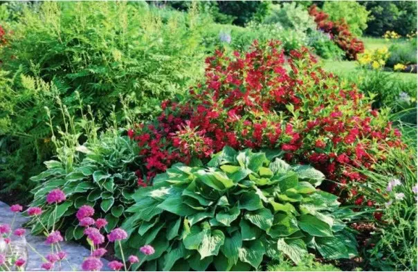 Weigela: photo in the landscape of the garden