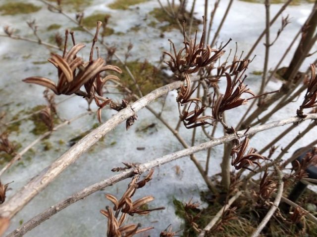 Weigela: preparation for winter, how to cut, how to cover, how to feed