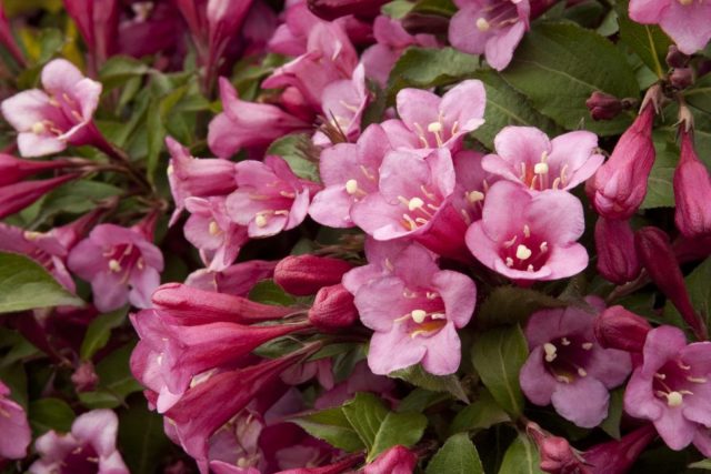 Weigela: propagation by cuttings in spring, summer, autumn