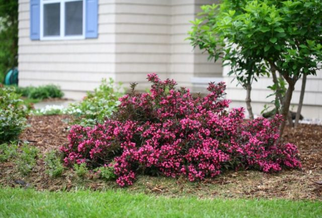 Weigela: propagation by cuttings in spring, summer, autumn