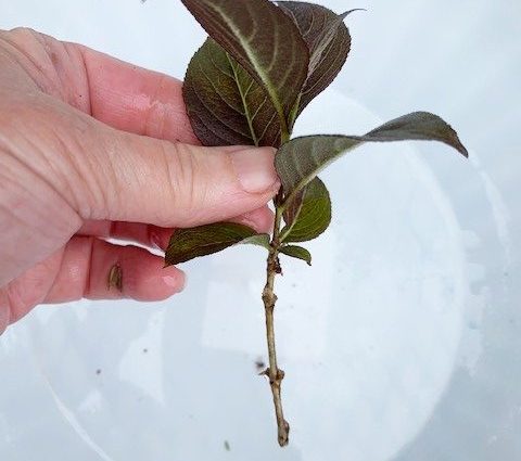 Weigela: propagation by cuttings in spring, summer, autumn