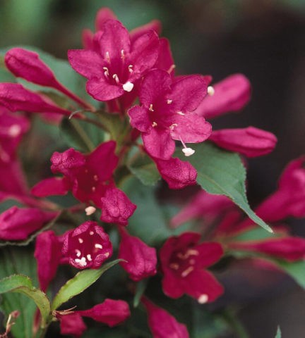 Weigela Red Prince (Red Prince): planting and care