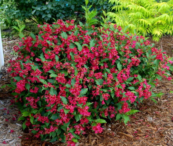 Weigela Red Prince (Red Prince): planting and care