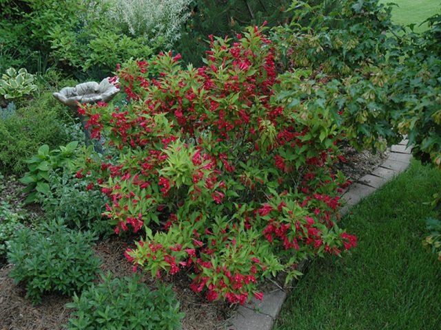 Weigela Red Prince (Red Prince): planting and care