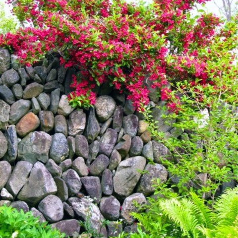 Weigela Red Prince (Red Prince): planting and care